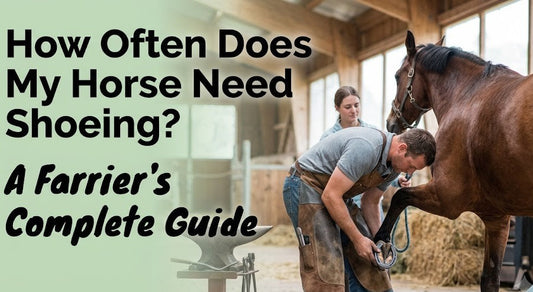 How Often Does My Horse Need Shoeing? A Farrier's Complete Guide